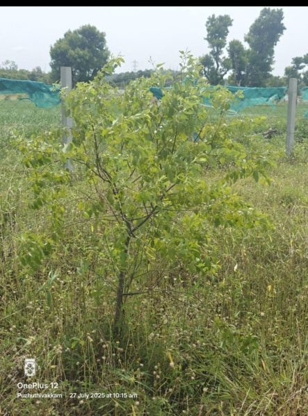  9600 Sq.ft. Agricultural/Farm Land for Sale in Vedachalam Nagar, Chengalpattu