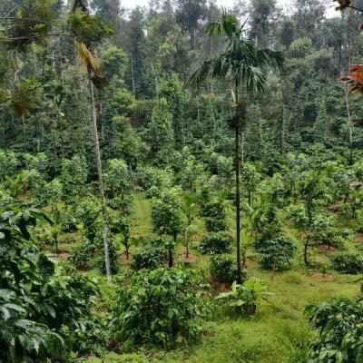  Agricultural Land 6 Acre for Sale in Kushalnagar, Kodagu