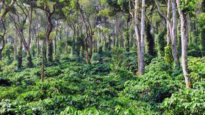  Agricultural Land 6 Acre for Sale in Kushalnagar, Kodagu