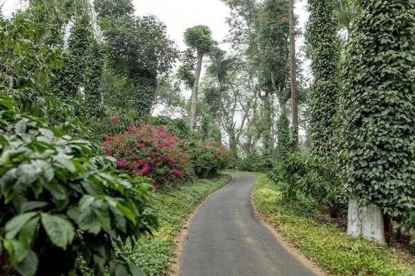  Agricultural Land 6 Acre for Sale in Kushalnagar, Kodagu