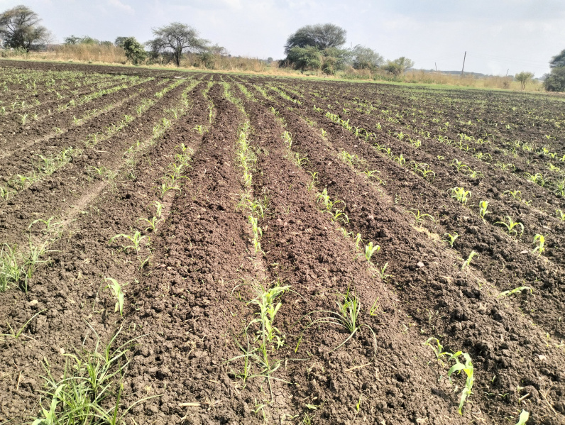  Agricultural Land 3 Acre for Sale in Omkareshwar, Khandwa