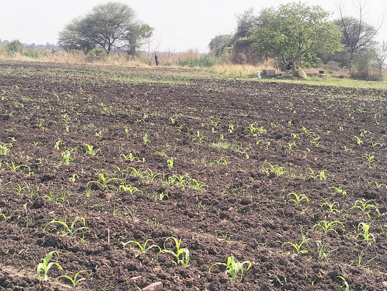  Agricultural Land 3 Acre for Sale in Omkareshwar, Khandwa