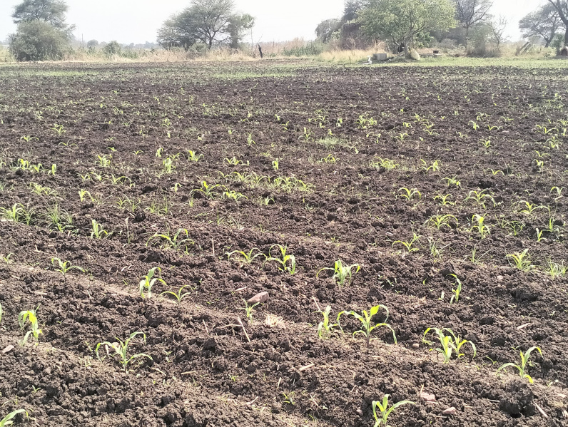  Agricultural Land 3 Acre for Sale in Omkareshwar, Khandwa