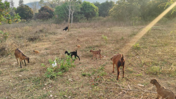  Agricultural Land for Sale in Brahma Nagar, Berhampur