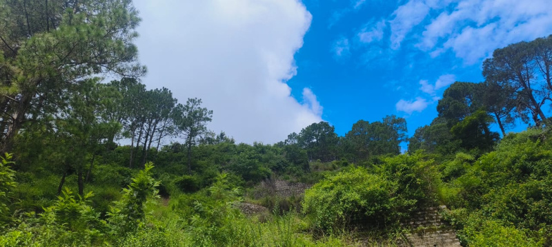  Agricultural Land 25 Bigha for Sale in Kasauli, Solan