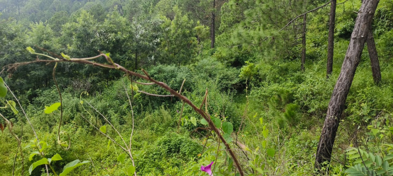  Agricultural Land 25 Bigha for Sale in Kasauli, Solan