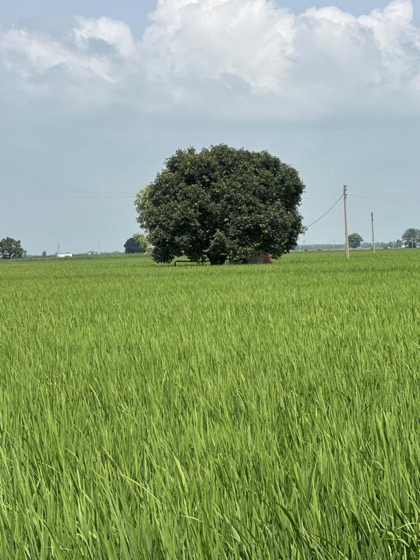  Agricultural Land 38 Bigha for Sale in Ghanaur, Patiala