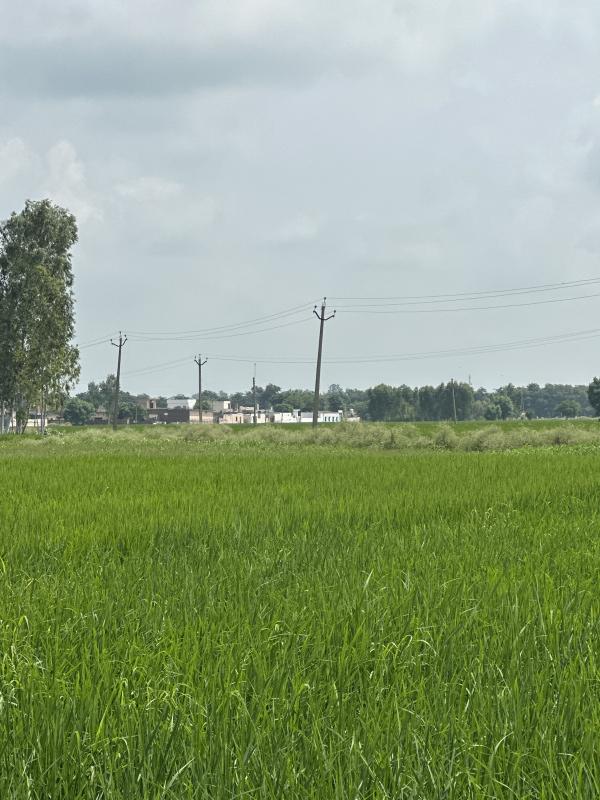  Agricultural Land 38 Bigha for Sale in Ghanaur, Patiala