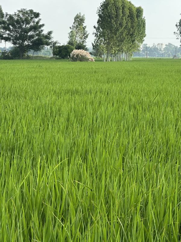  Agricultural Land 38 Bigha for Sale in Ghanaur, Patiala