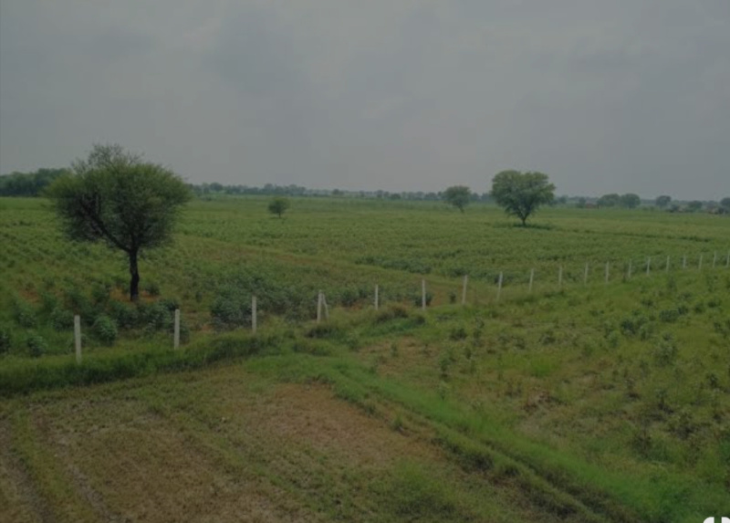  Agricultural Land 3 Bigha for Sale in Naugaon, Alwar