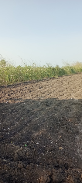  Agricultural Land 30 Cent for Sale in Etukuru, Guntur