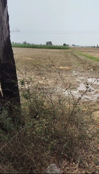  Agricultural Land 5 Acre for Sale in Shahbad, Kurukshetra
