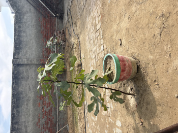  Residential Plot for Sale in Azad Nagar, Hisar