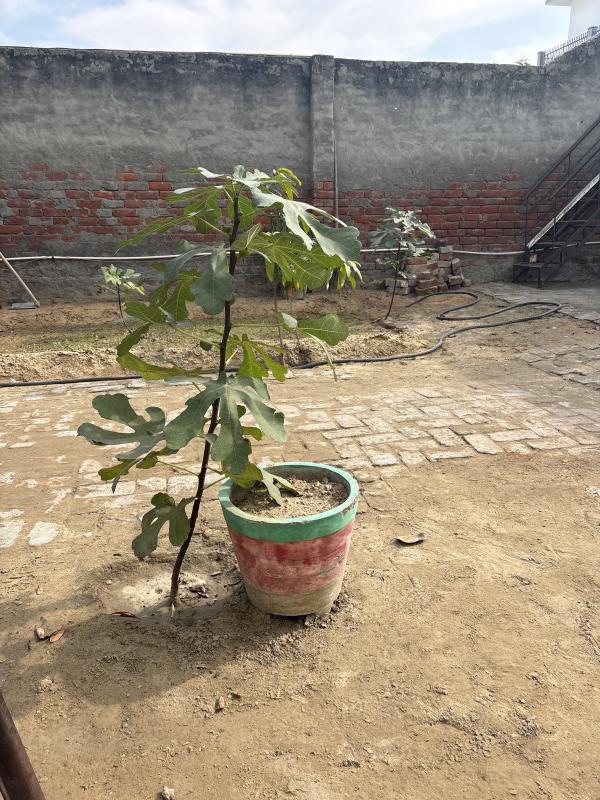  253 Sq. Yards Residential Plot for Sale in Azad Nagar, Hisar