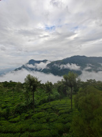  Residential Plot for Sale in Coonoor, Ooty