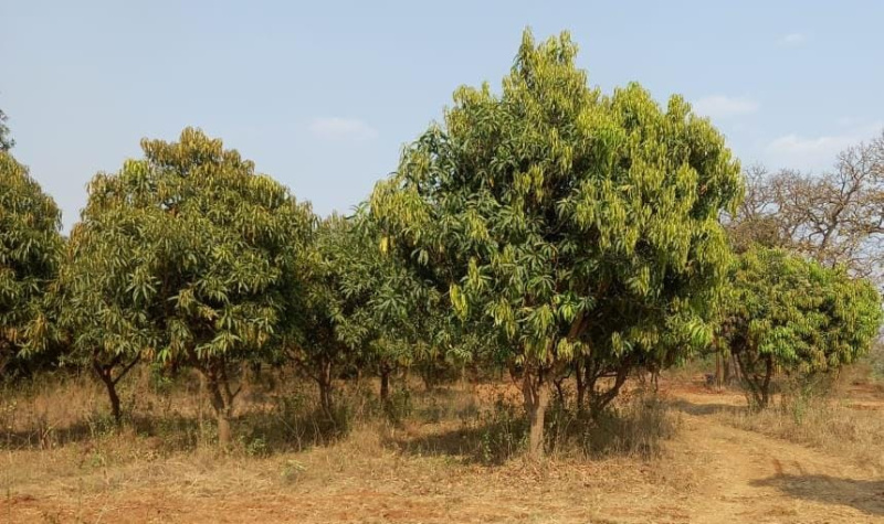  Residential Plot 22000 Sq.ft. for Sale in Neral, Raigad