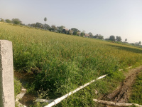  Agricultural Land for Sale in Badnawar, Dhar