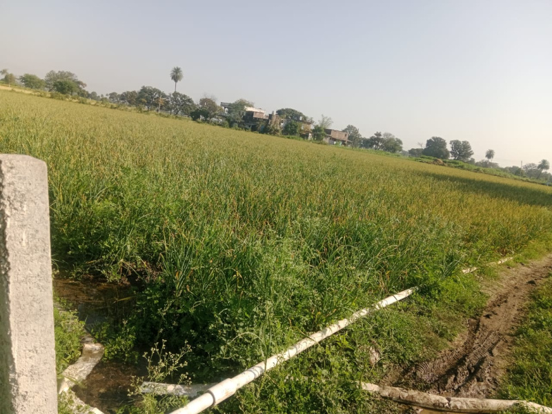  Agricultural Land 81000 Sq.ft. for Sale in Badnawar, Dhar