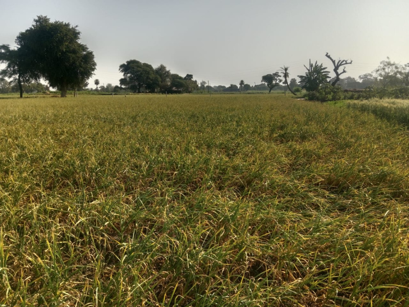  Agricultural Land 81000 Sq.ft. for Sale in Badnawar, Dhar