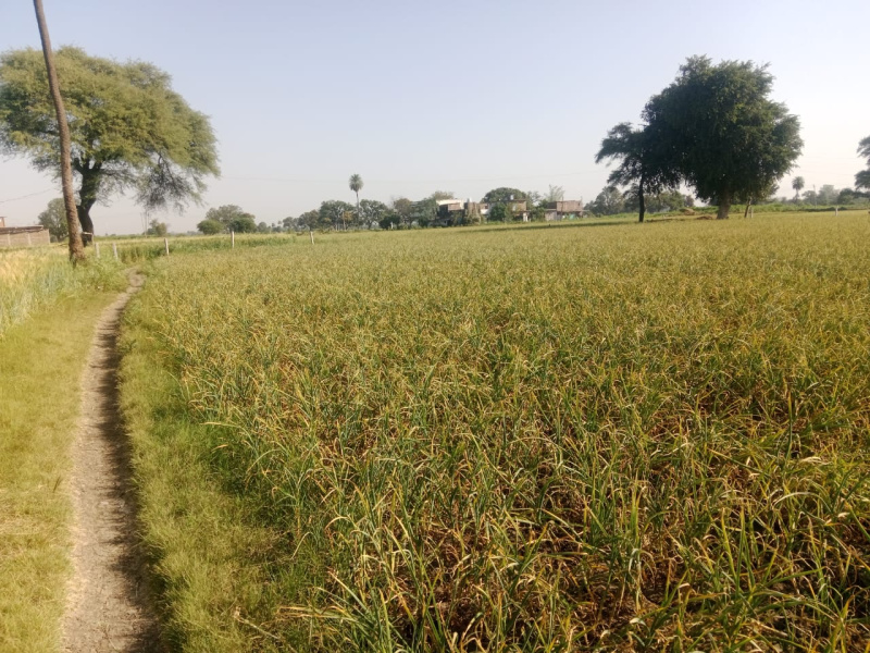  Agricultural Land 81000 Sq.ft. for Sale in Badnawar, Dhar