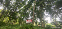 Residential Plot for Sale in Omalloor, Pathanamthitta