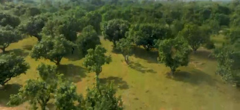 Residential Plot for Sale in Pusapatirega, Vizianagaram