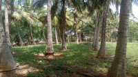  Residential Plot for Sale in Panagudi, Tirunelveli