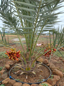  Agricultural Land for Sale in Madhapur, Hyderabad