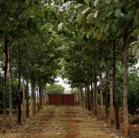  Residential Plot for Sale in Hanur, Chamrajnagar