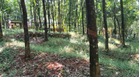  Residential Plot for Sale in Mannarkkad, Palakkad