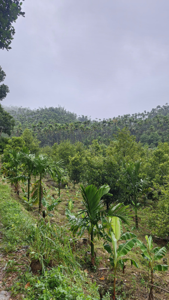  Agricultural Land 11 Acre for Sale in Attapadi, Palakkad