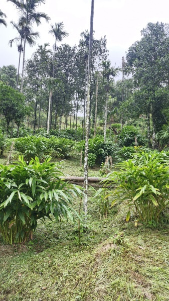  Agricultural Land 11 Acre for Sale in Attapadi, Palakkad