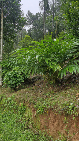  Agricultural Land 11 Acre for Sale in Attapadi, Palakkad