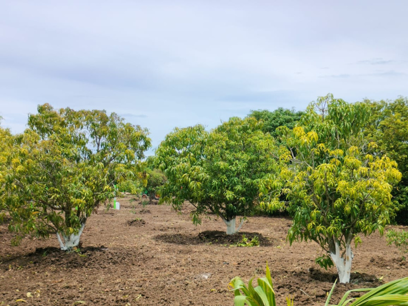  Agricultural Land 9600 Sq.ft. for Sale in Alapakkam, Chengalpattu