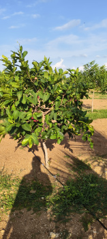  Agricultural Land for Sale in Maheshwaram, Hyderabad