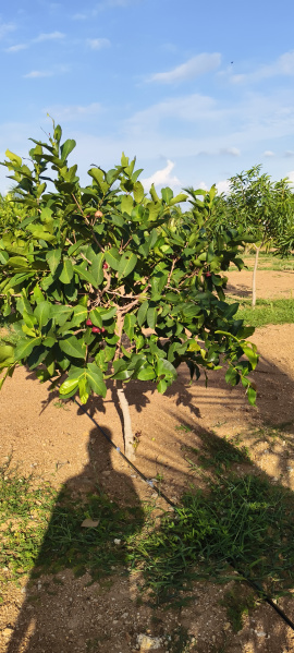  Agricultural Land 121 Sq. Yards for Sale in Maheshwaram, Hyderabad