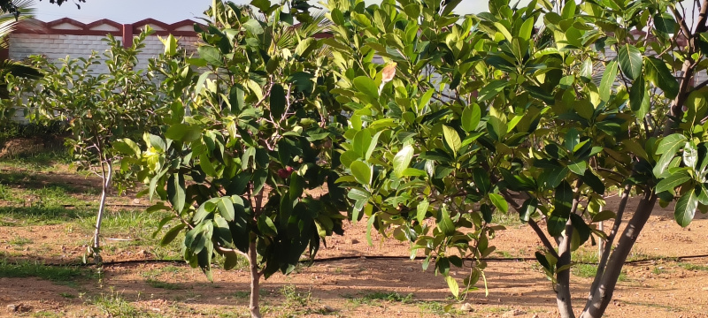  Agricultural Land 121 Sq. Yards for Sale in Maheshwaram, Hyderabad