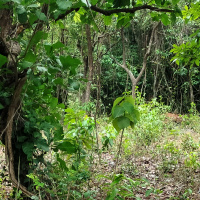  Agricultural Land for Sale in Tiswadi, North Goa, 
