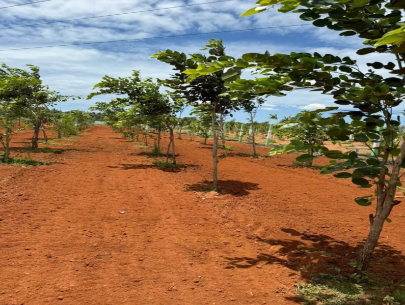 Agricultural Land 9600 Sq.ft. for Sale in Maduranthakam, Chengalpattu