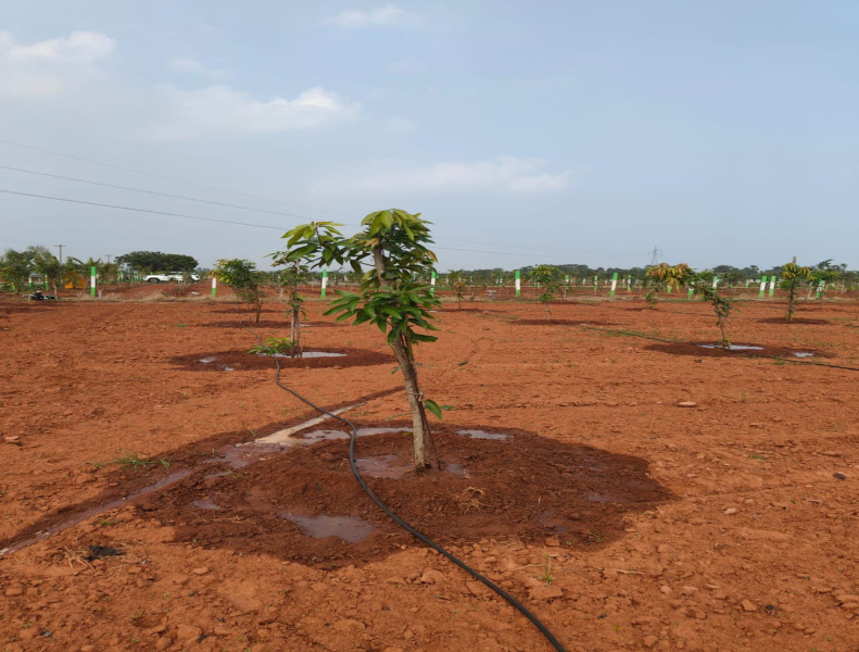  Agricultural Land 9600 Sq.ft. for Sale in Maduranthakam, Chengalpattu