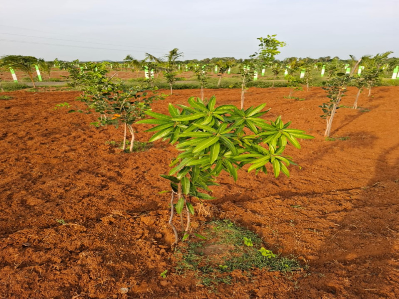  Agricultural Land 9600 Sq.ft. for Sale in Maduranthakam, Chengalpattu