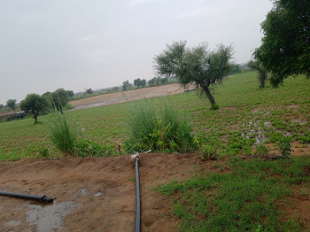  Agricultural Land for Sale in Degana, Nagaur