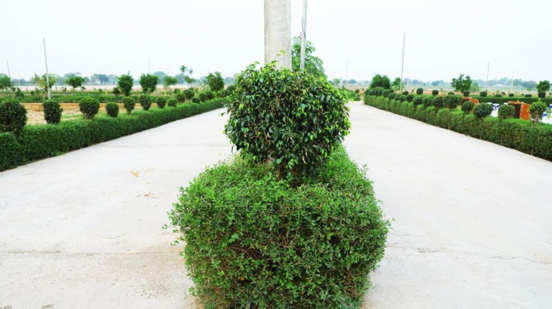  Residential Plot 100 Sq. Yards for Sale in Tappal, Aligarh