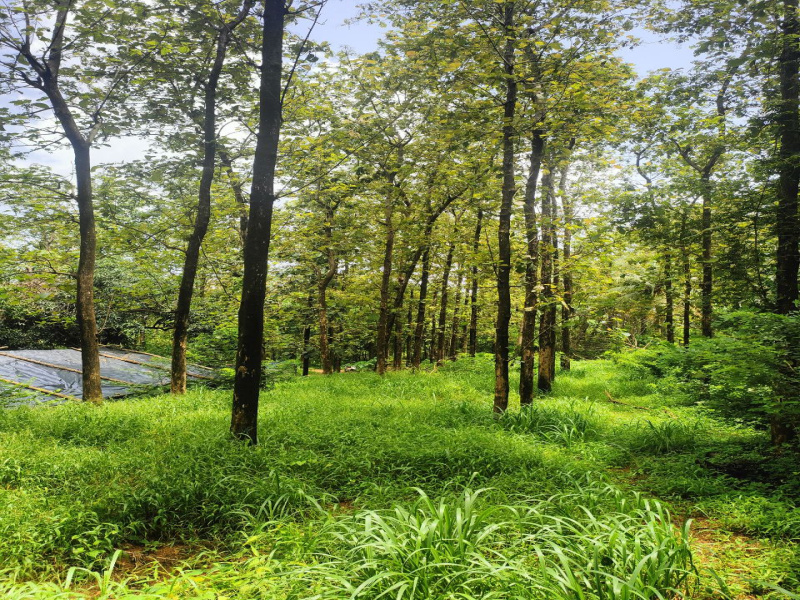  Agricultural Land 3 Acre for Sale in anjur Thrissur