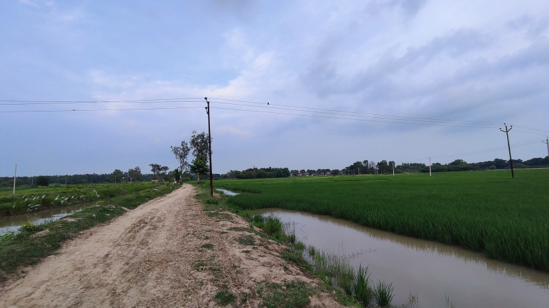  Residential Plot 40 Bigha for Sale in Gauhania, Allahabad