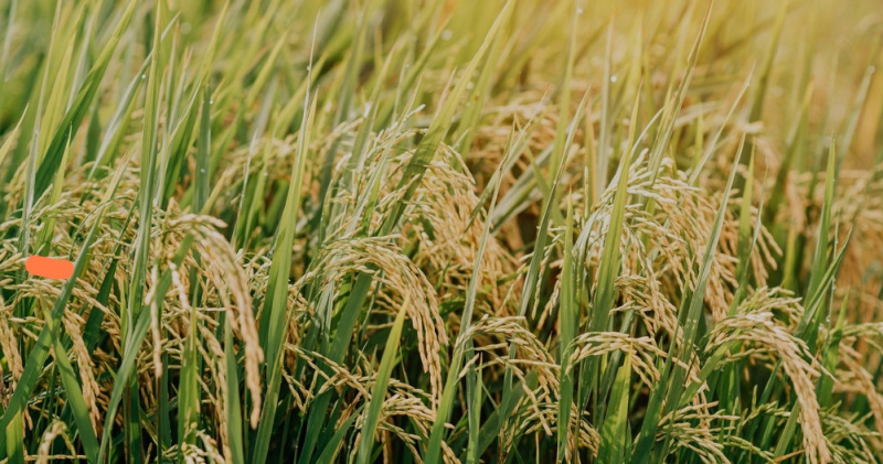  Agricultural Land 6 Acre for Sale in Harihar, Davanagere