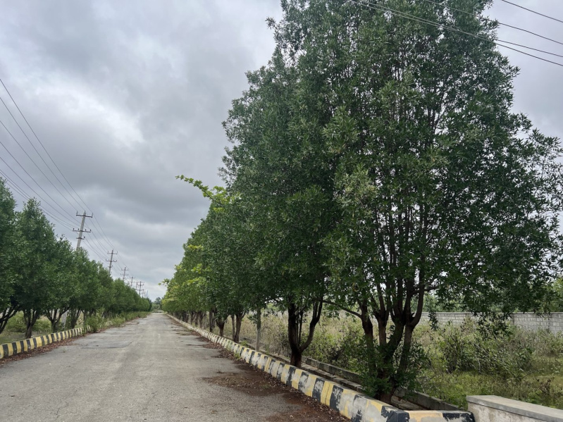  Residential Plot 2600 Sq.ft. for Sale in Chikka Tirupathi, Bangalore