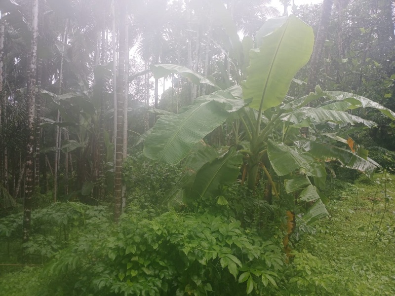  Residential Plot 9730 Sq. Meter for Sale in Pernem, Goa