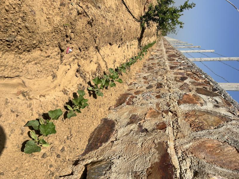 2 BHK 722 Sq. Yards Farm House for Sale in Naugaon, Alwar