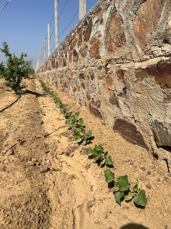 3 BHK 1276 Sq.ft. Farm House for Sale in Naugaon, Alwar